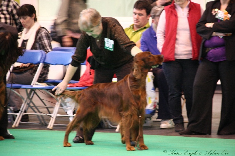 Crufts2011 429.jpg